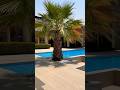 Beautiful villa swimming pool #trending #viral #ytshorts #subscribe #like #share #friends #🇦🇪👌🏊