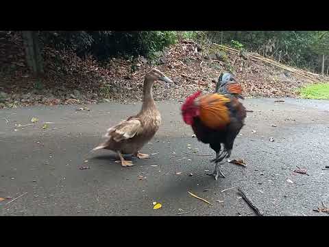 rooster having sex with a duck
