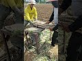 Sawing cassava stems with a circular saw