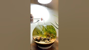 Planted Shrimp Bowl Setup Made Easy!