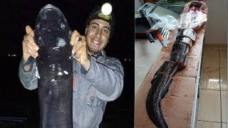 صيد و تنظيف سمك ثعبان البحر العملاق الصنور الضخم مع الرايس ياسين