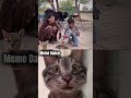 cat reaction 158 #cat #shorts #funny #memes #cute #jumpstyle