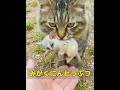うちの猫が突然、正体不明の動物を連れてきたのですが、相互救助になったのです！ #animals #共鳴 #動物 #特有種 #自然 #癒し