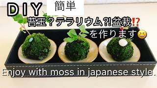 D I Y 簡単 苔玉？ぃゃ…コケテラリウム⁈ぃゃぃゃ…苔盆栽⁉️を作ります