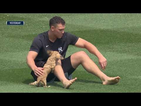 Aaron Judge, Dog Run Around Yankee Stadium Outfield: VIDEO