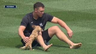 Aaron Judge plays with his pet Dachshund \\