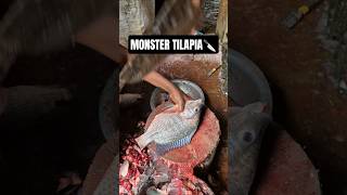 Big Tilapia Fish Cut in fish market #fishvideo