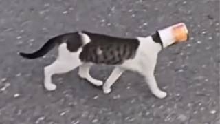 This Is Your Daily Dose Of Cats - Day 21