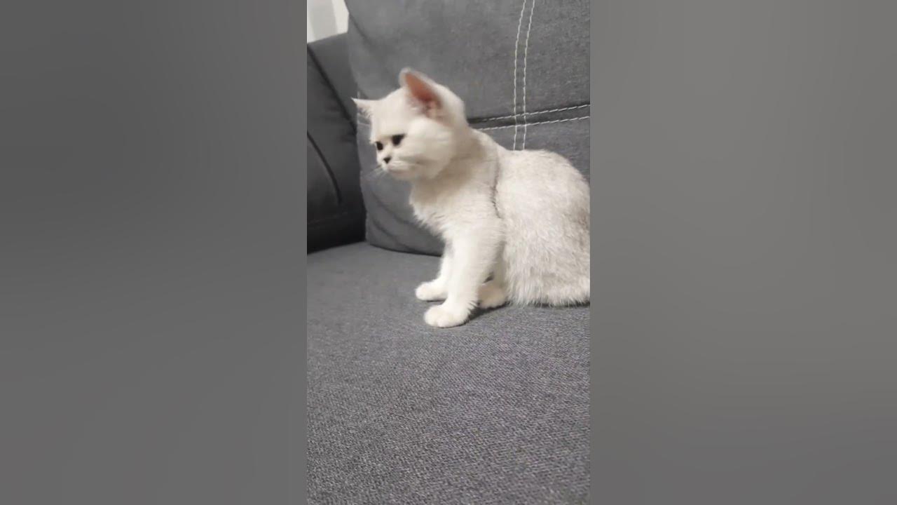 Котёнок показывает счастье / СМЕШНАЯ КОШКА ИЗАБЕЛЛА/ КОШКИН ДОМ - YouTube