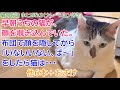 【猫のお話まとめNo.3・ナレーション付き】早朝うちの猫が、顔を覗き込んでいた。布団で顔を隠してから「いないいない、ば～」をしたら猫は・・・他6本＋おまけ