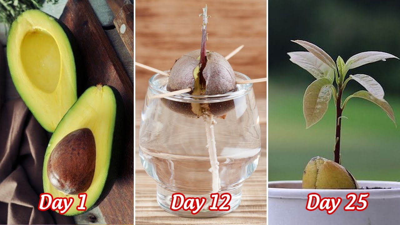 How to grow avocado from seeds in water YouTube
