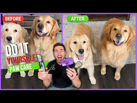 Do-It-Yourself Dog Paw Care
