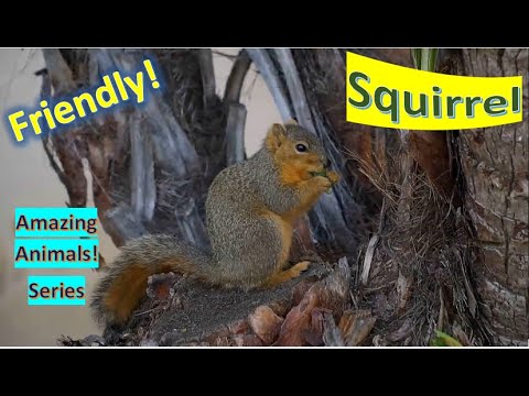 Squirrel facts 🐿 include tree squirrel ground squirrel chipmunk marmot flying squirrel prairie dogs