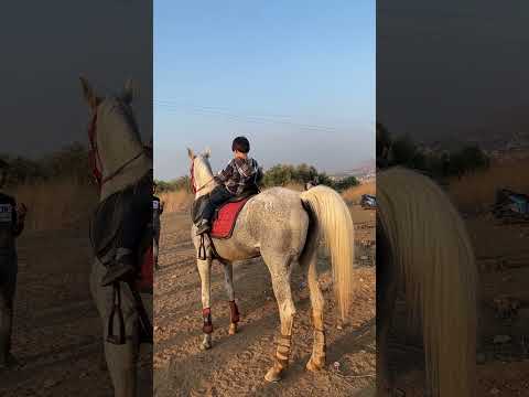 ا عم يدرب ع الفرس خيل