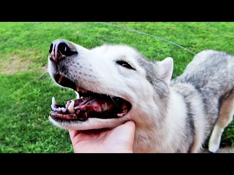 Video: Hoe Een Huskyhond Een Naam Te Geven?