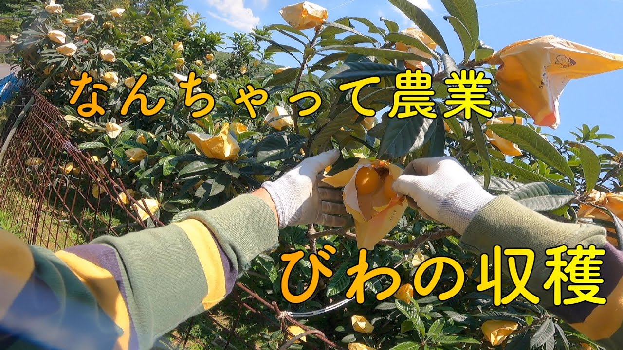 長崎特産味が自慢の茂木びわ 枝付4キロ入りです r_lcs065_00.jpg