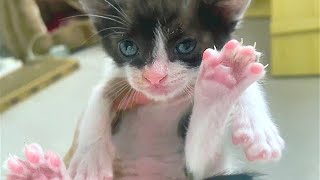 Fuga dalla stitichezza del gatto | Addestramento al vasino del gatto by 너는내운냥 3,275 views 1 year ago 8 minutes, 13 seconds
