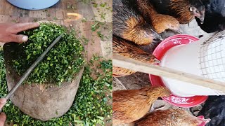 Cheapest food for local chicken || Farming Nepal Aara ||