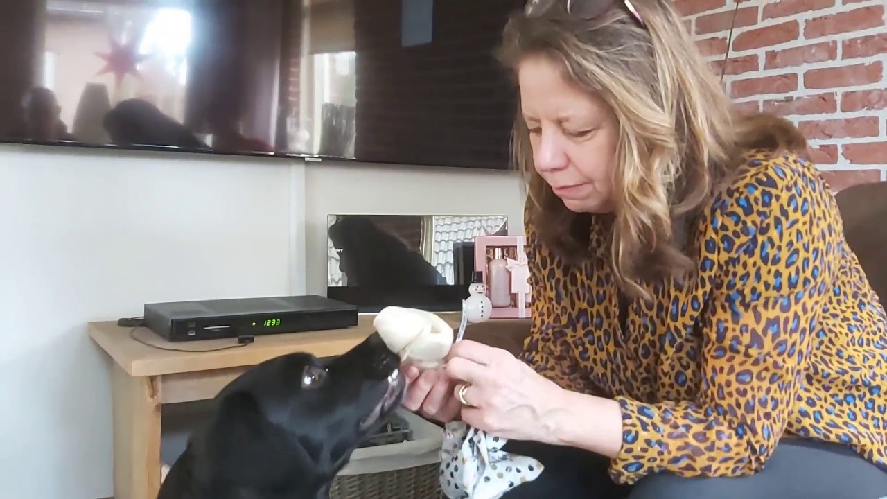 Daisy de Friese Stabij (stabyhoun)