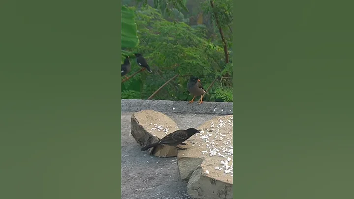 Video 7267921: persian cat, perfect feline, entertaining felines