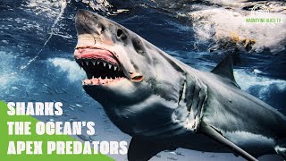 Sharks - The Ocean's Apex Predators | Explore The World Of Wild Animals | MAGNIFYING GLASS screenshot 1