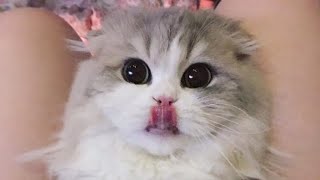 😂 Funniest Cats and Dogs Videos 😺🐶 || 🥰😹 Hilarious Animal Compilation №324 by Animal Zone 5,627 views 1 month ago 20 minutes