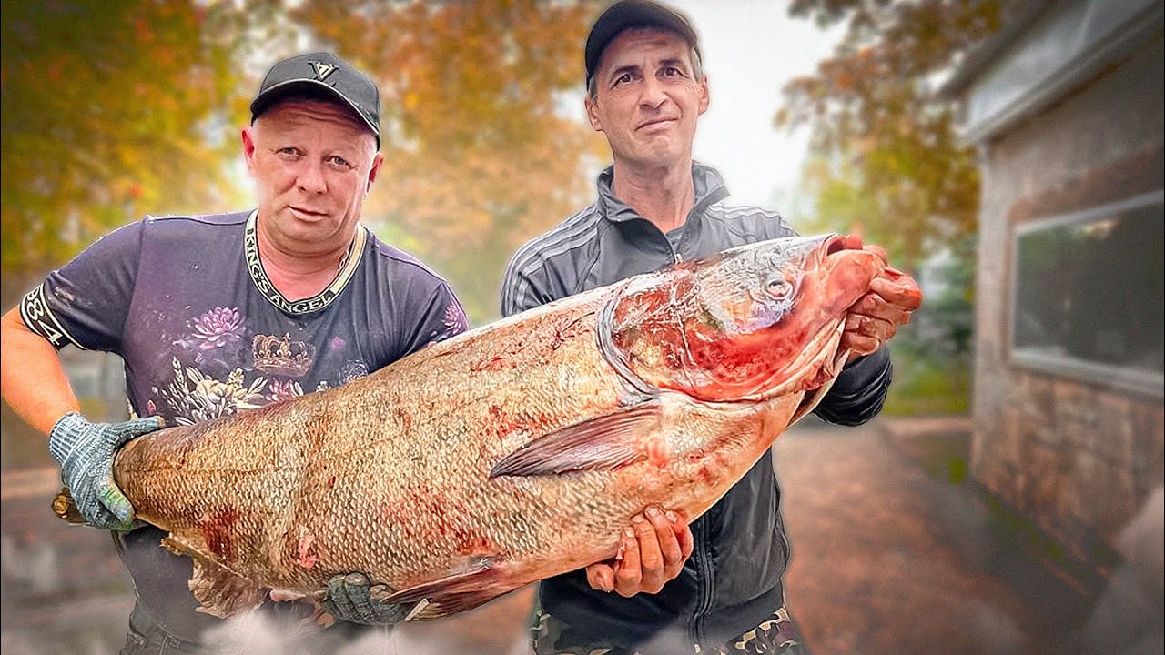 КОРОЛЬ РЕКИ - ДИКИЙ ТОЛСТОЛОБИК ! 2 РЕЦЕПТА ЖАРЕНОЙ РЫБЫ
 