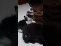 #pecintameong147