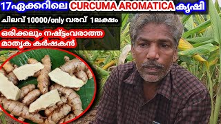 ഒരിക്കലും നഷ്ട്ടംവരാത്ത കൃഷിരീതി|Curcuma aromatica cultivation practice malayalam|successful farmer|