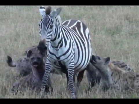 【ハイエナ流】生きてるシマウマの内臓から喰い始める