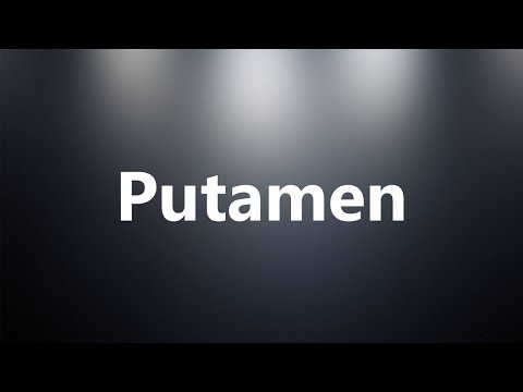 Putamen - Medical Definition and Pronunciation