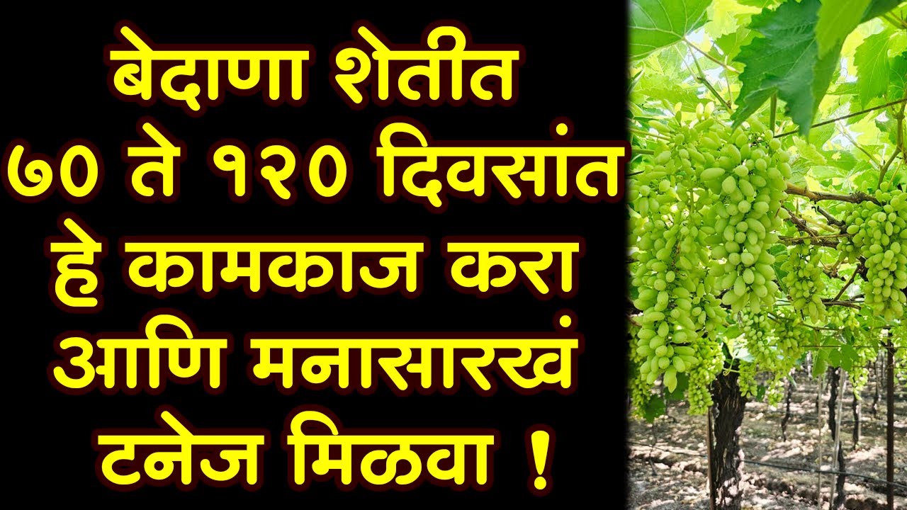 #बेदाणा #शेतीत ७० ते १२० दिवसांत हे कामकाज करा आणि मनासारखं #टनेज मिळवा।#Doctor_Kisan#द्राक्ष#fruit।