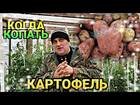 Когда копать картофель