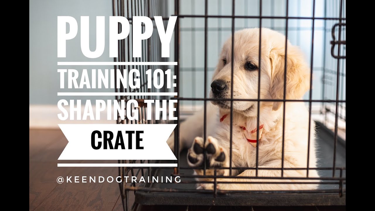 puppy 101 crate training