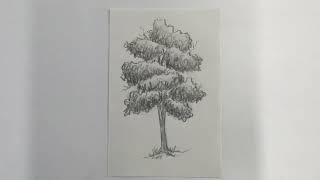 How to Draw a Tree