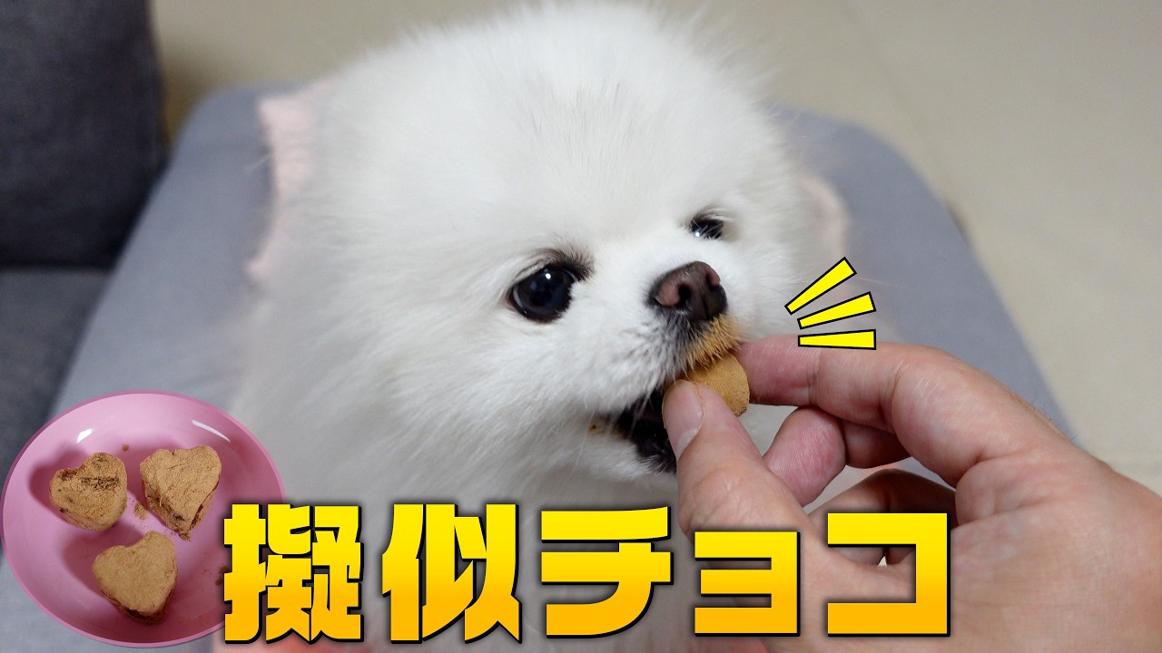 バレンタインに擬似チョコを食べたポメラニアンがこうなりました