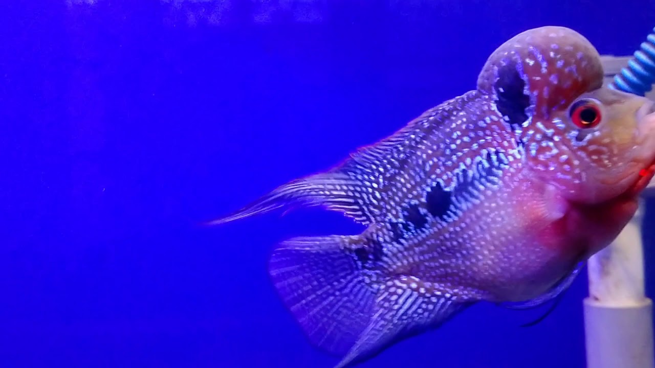  Peliharaan  Ikan  Louhan di Rumah YouTube