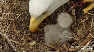 Decorah Eagles 4-9-23, 6:10 pm HM in with fish #4, feeding #10