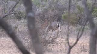 Rutting Whitetail Buck chasing does