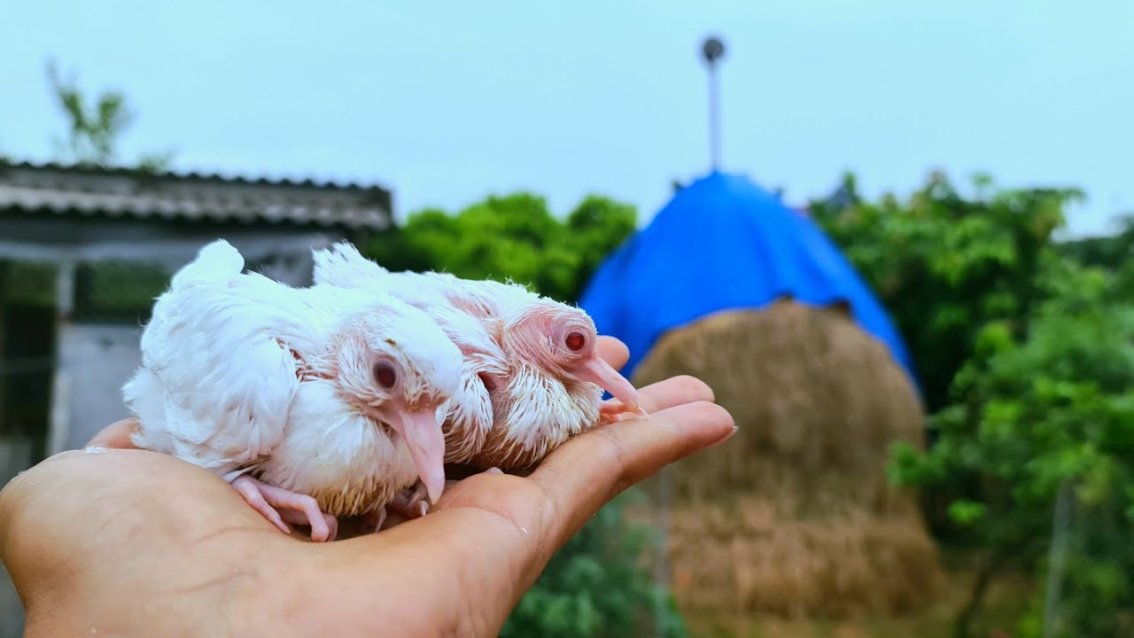 Thăm Lại Những Chú Gà - Mua Thêm Đôi Chim Cu Pháp Non Màu Trắng / Quế Nghịch