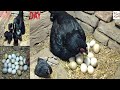 Black aseel hen eggs hatching to australorp  chicken chicks  crazy hen harvesting eggs to chicks