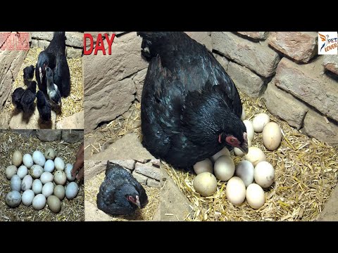 Video: A do të jenë australorps të gjallë?