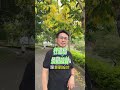 夏天的黃金瀑布~ #阿勃勒 #黃金瀑布 #行道樹 #台中買賣房 #跨世代房產父子