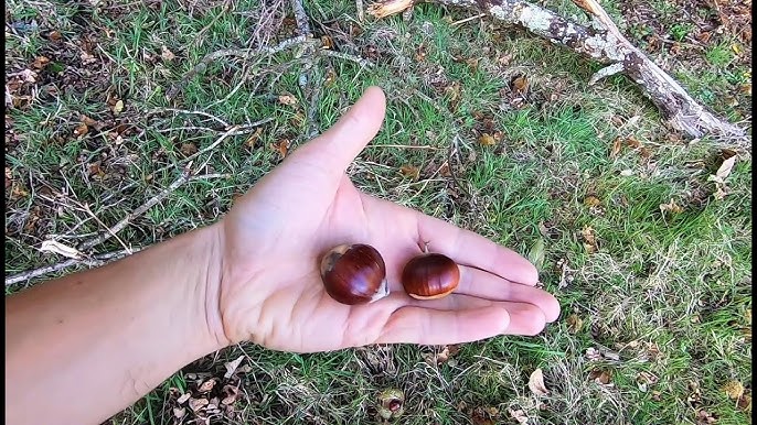 Le ramasse noix : l'outil idéal pour récolter vos noix, châtaignes, glands  et noisettes facilement ! 