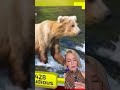 Fat Bear Week starts tomorrow