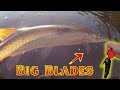 River musky couldnt resist the big blades figure 8 action