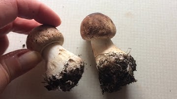 Learning about Wild Mushrooms: Spore Prints