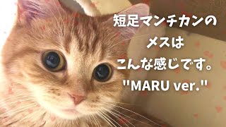 短足マンチカンのメスはこんな性格です。'MARU ver'