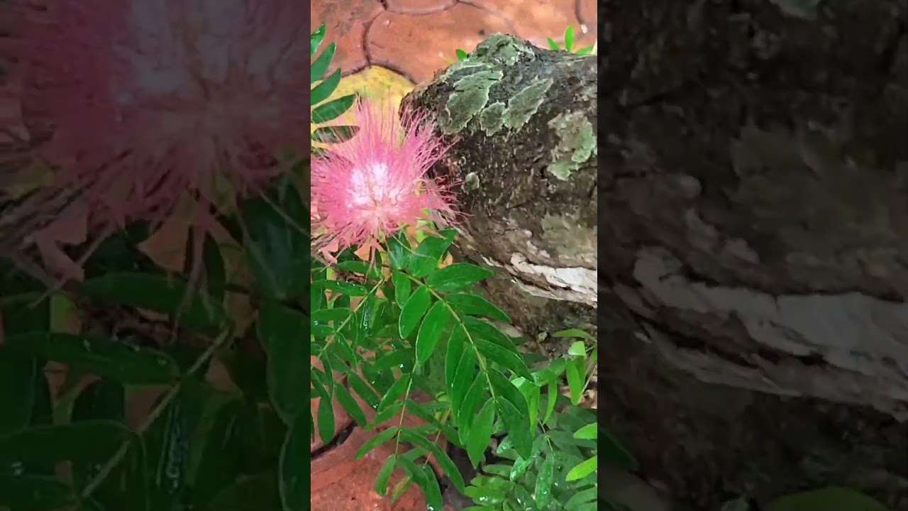 Albizia julibrissin flower / Albizia saman gulabi siris plant / Rain treep