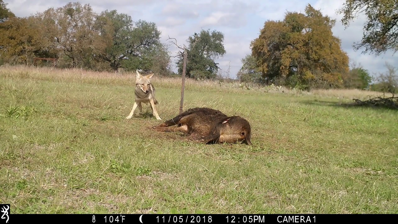 ringtail possum sound Texas Trail Cam-Coyote Scavenges Hog Carcass, Nov. 2018